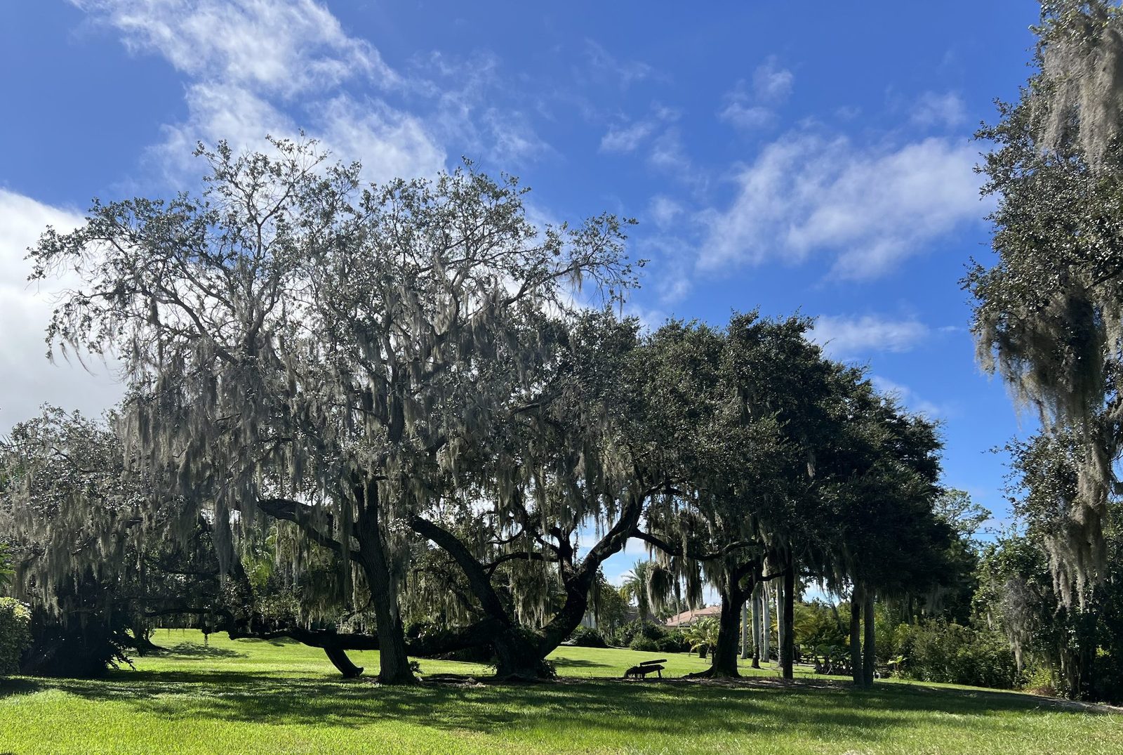 Heritage live oaks draped in Spanish moss, Osceola County, Florida